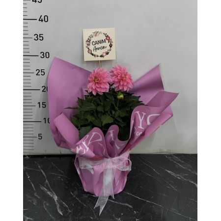 saksı da Dahlia (Yıldız çiçeği)